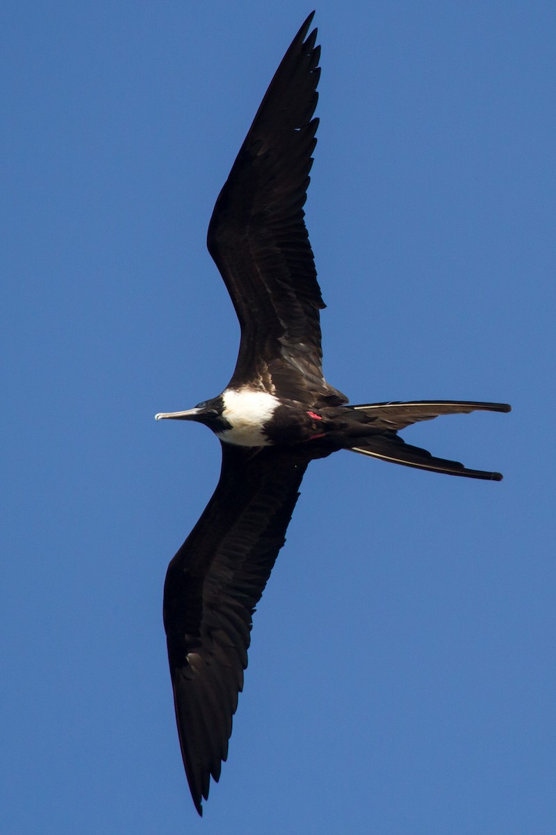 Magnificent Frigatebird - ML131180741