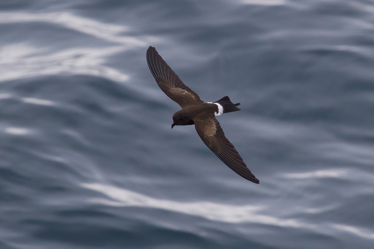 Elliot's Storm-Petrel - ML131180771