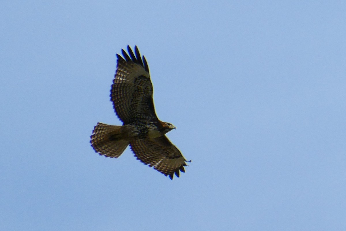 Red-tailed Hawk - ML131180891