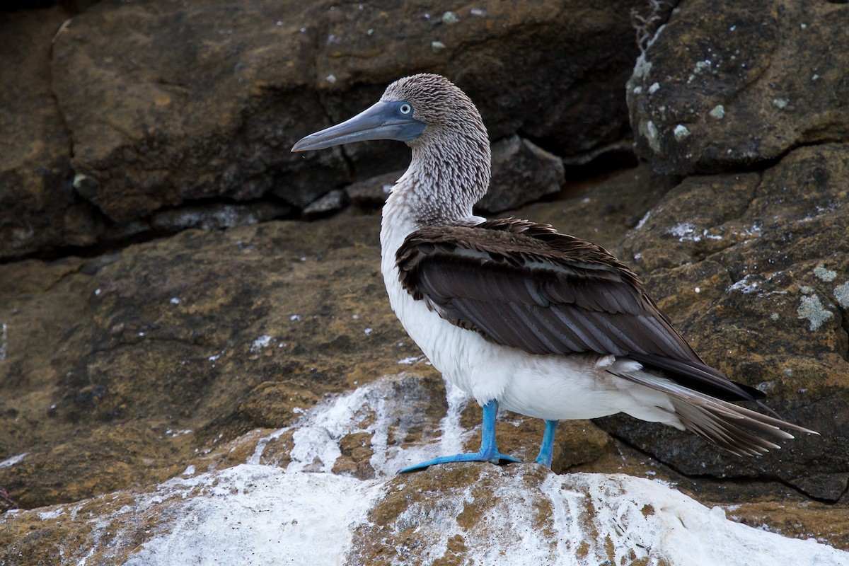 Blue-footed Booby - ML131181011