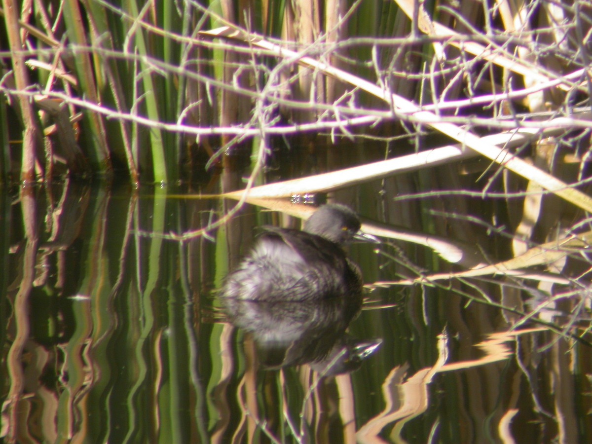 Least Grebe - ML131181511