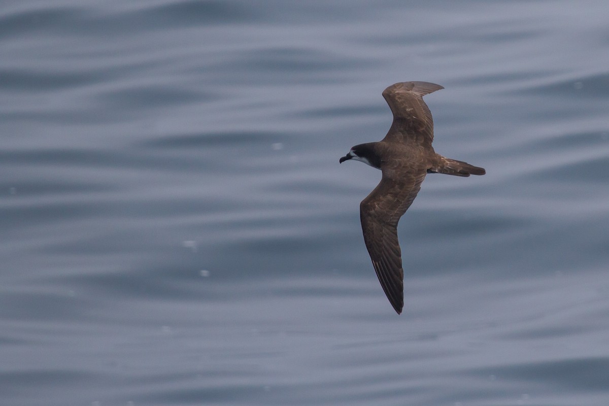 Galapagos Petrel - ML131181531