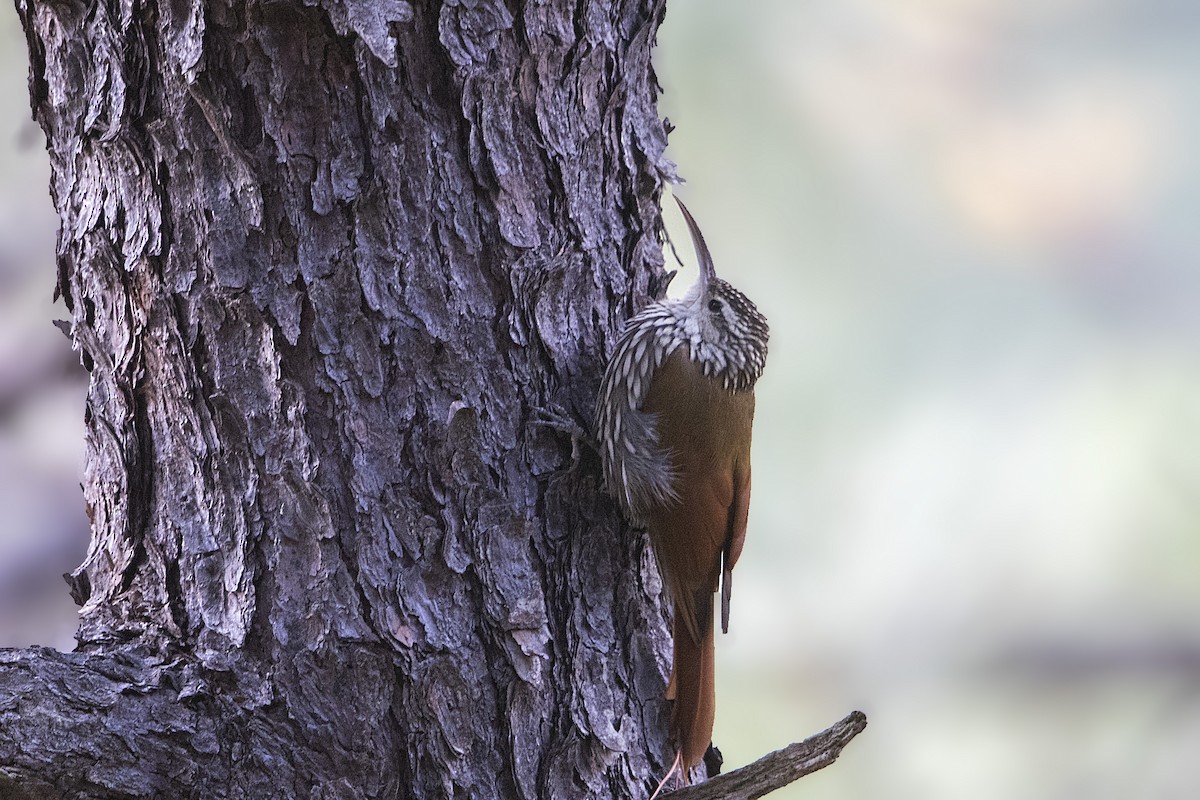 White-striped Woodcreeper - ML131181581