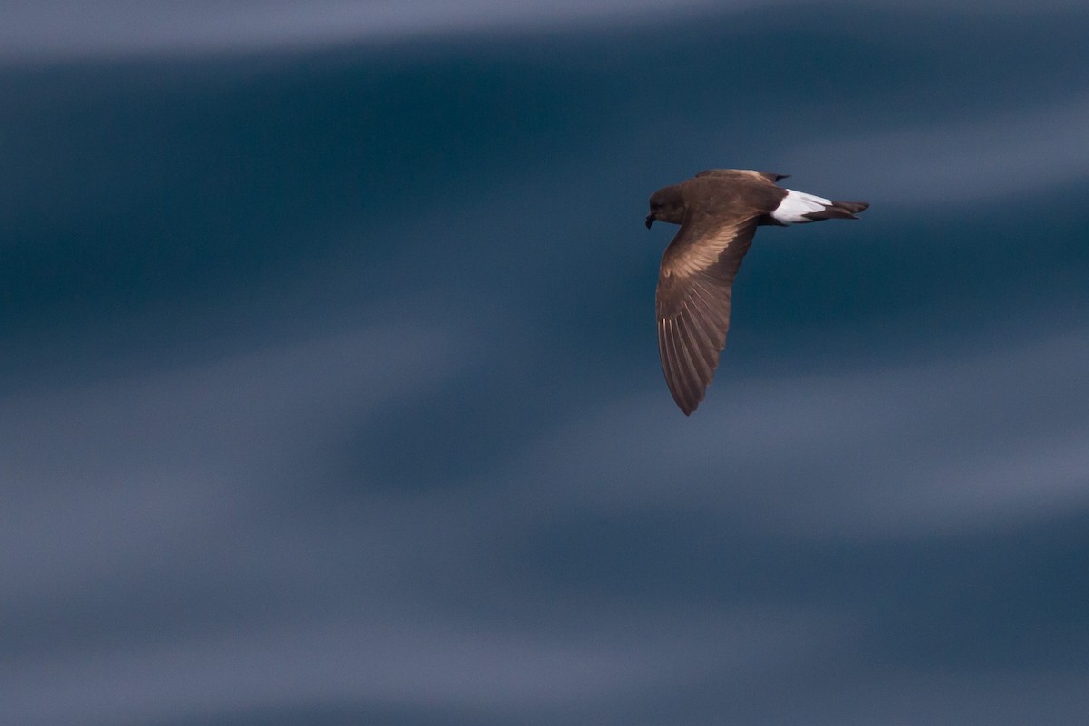 Wedge-rumped Storm-Petrel - ML131181591