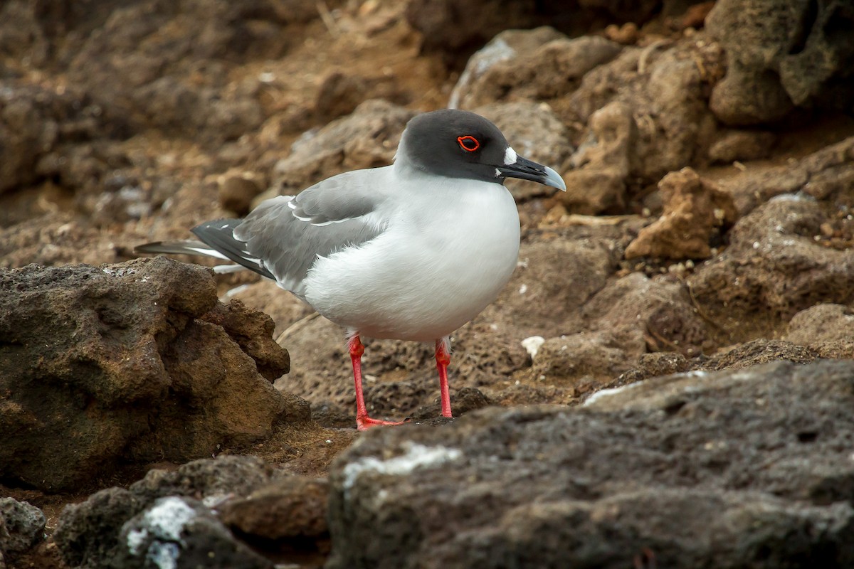 Swallow-tailed Gull - ML131184911