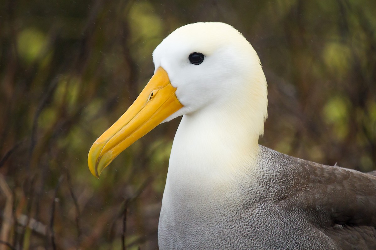 Waved Albatross - David Marques