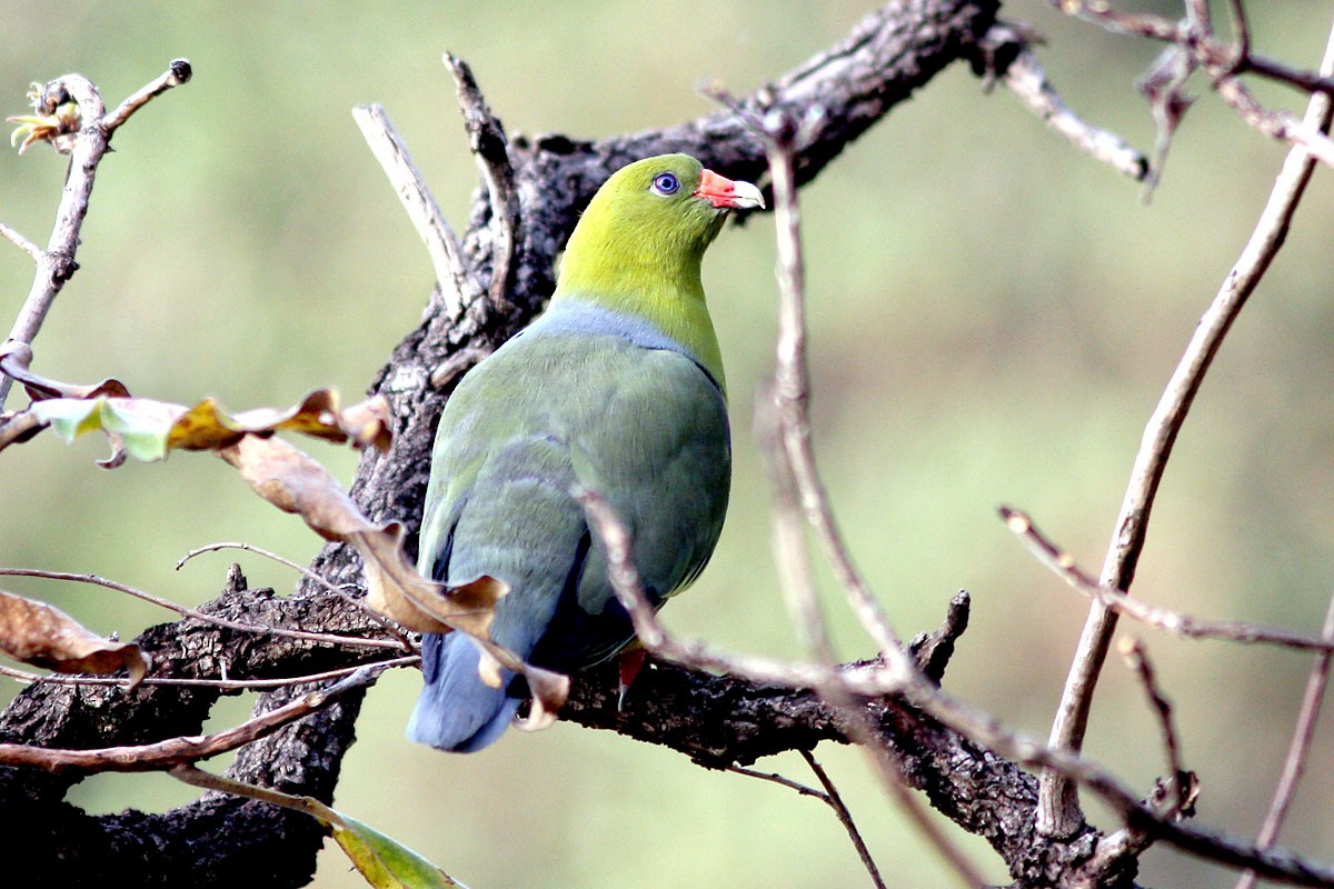 Африканский зелёный голубь - ML131186141