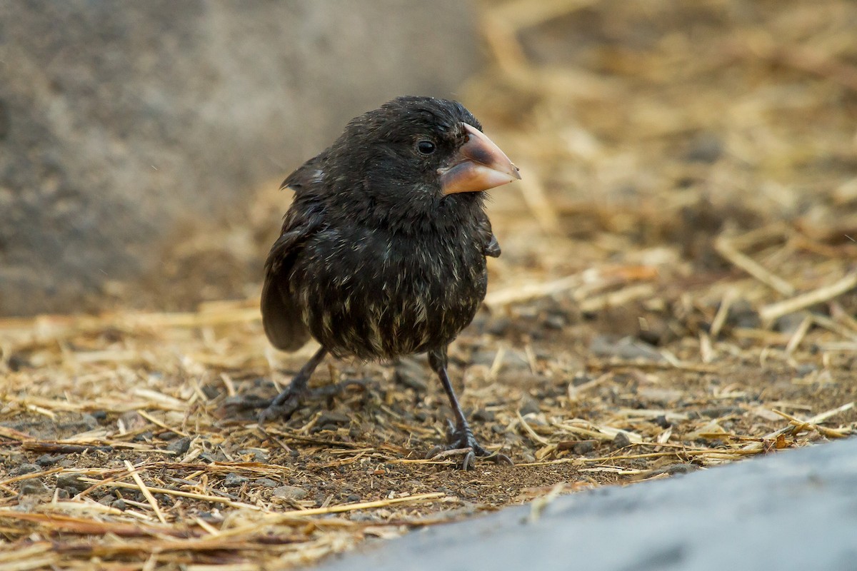 Española Ground-Finch - David Marques