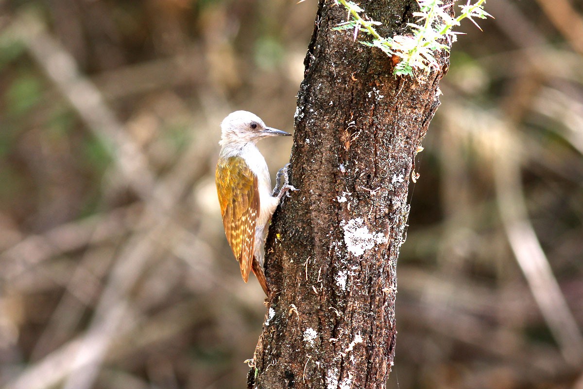 African Gray Woodpecker - ML131187381