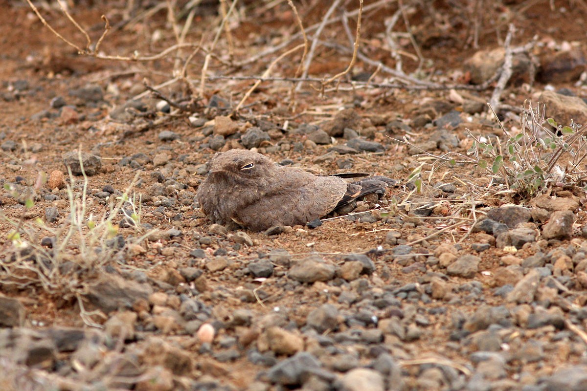 Star-spotted Nightjar - ML131187851