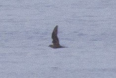 Wedge-tailed Shearwater - ML131188141
