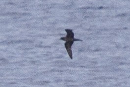 Wedge-tailed Shearwater - ML131188151