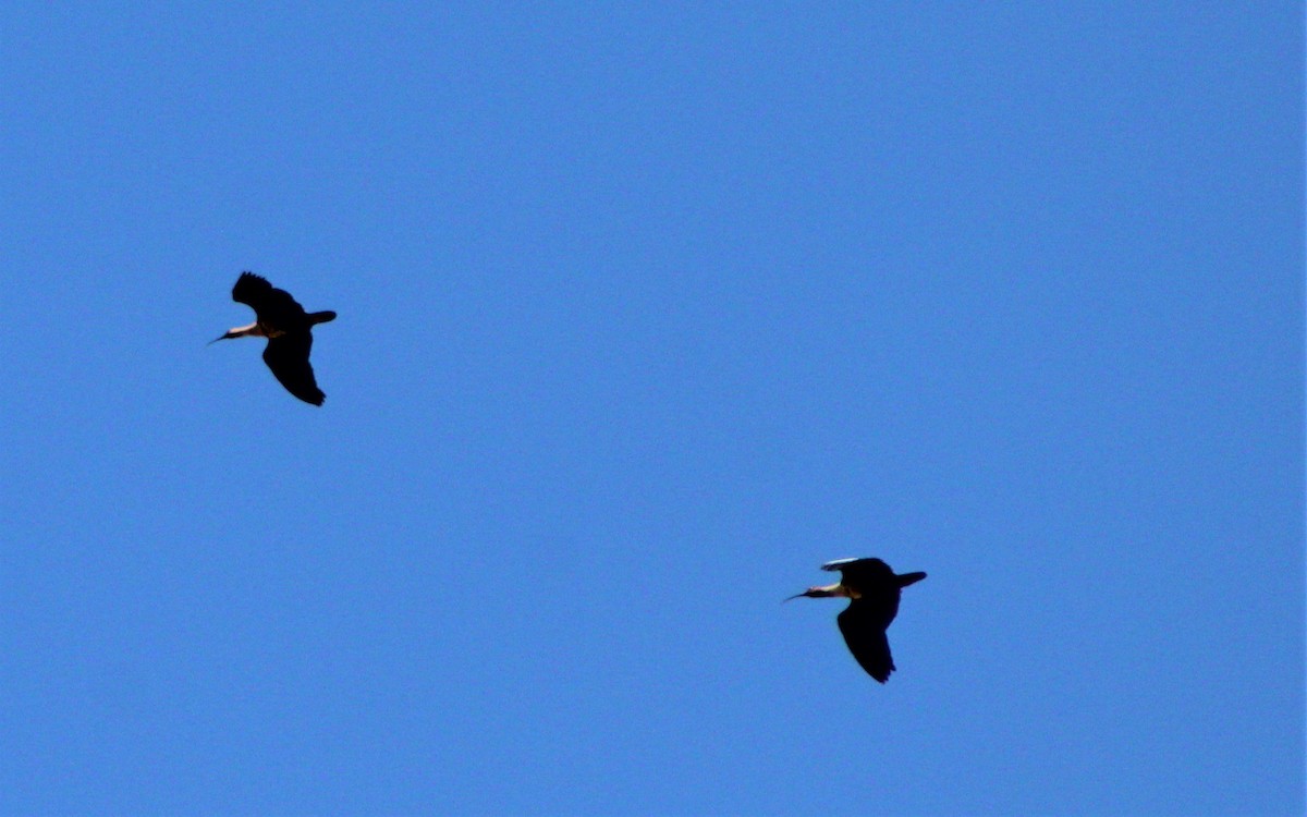 ibis laločnatý - ML131188381