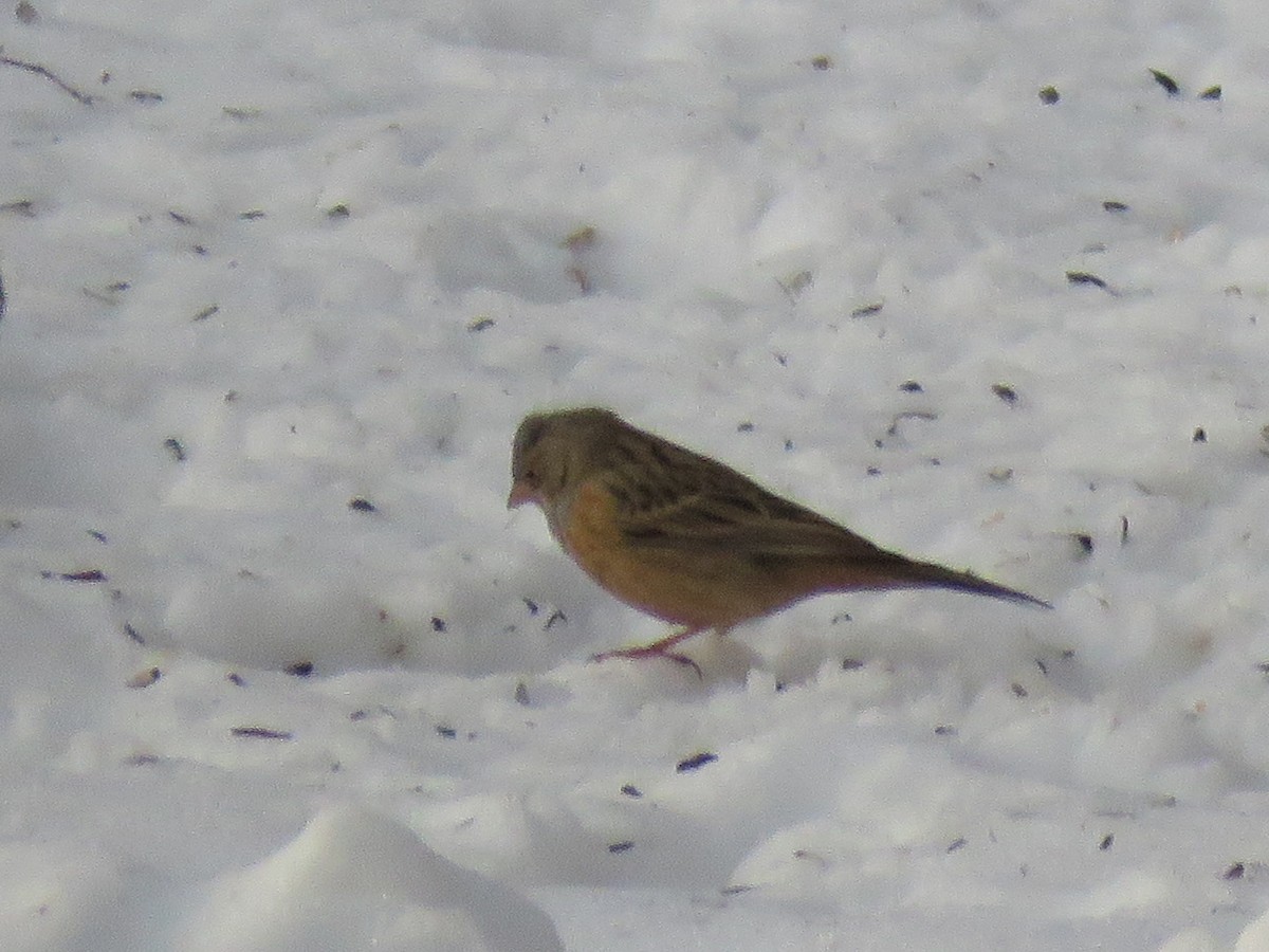 Cretzschmar's Bunting - Elias Ernvik