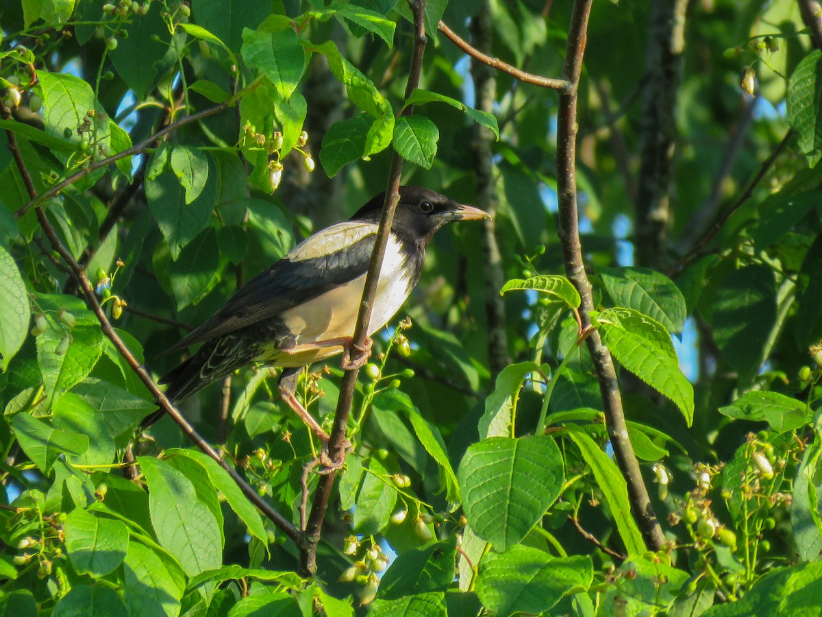 Rosy Starling - ML131188941