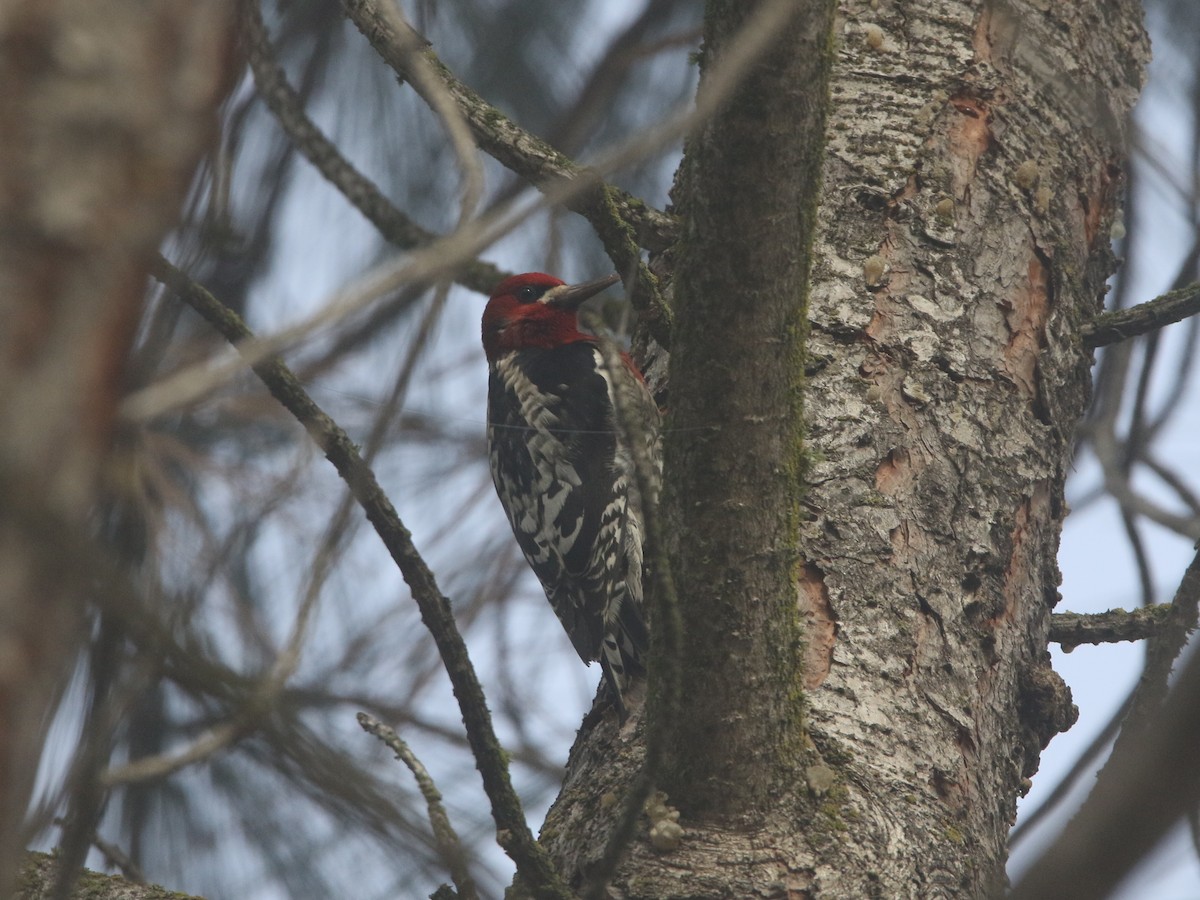 Pic à poitrine rouge - ML131189131