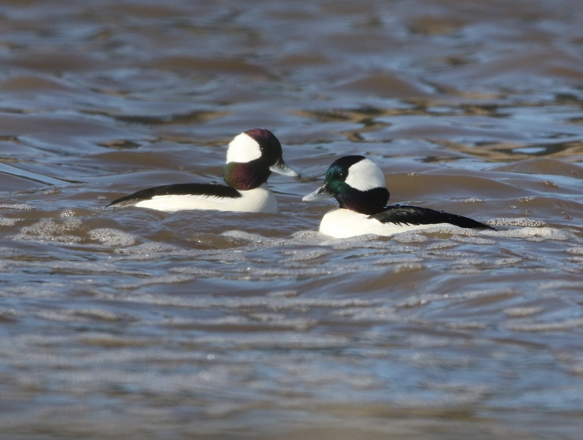 Bufflehead - ML131189371