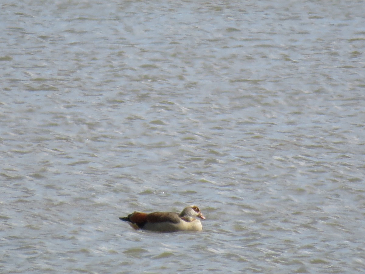 Egyptian Goose - ML131189381