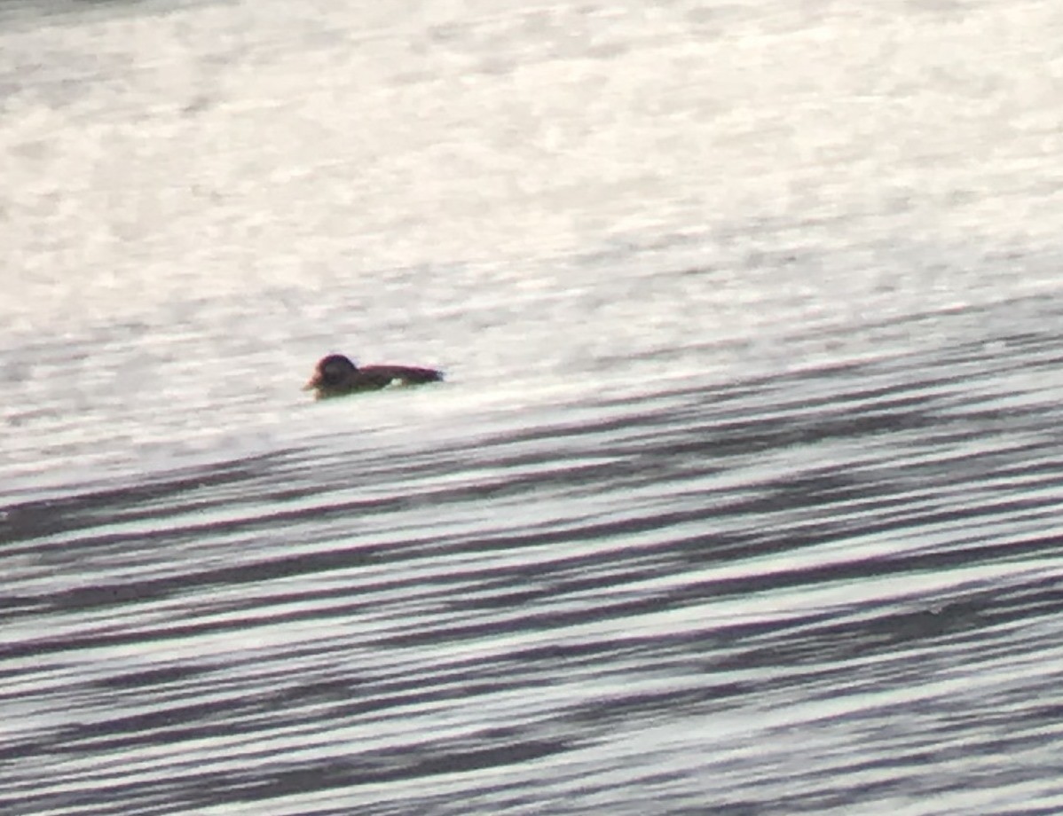 White-winged Scoter - ML131189601