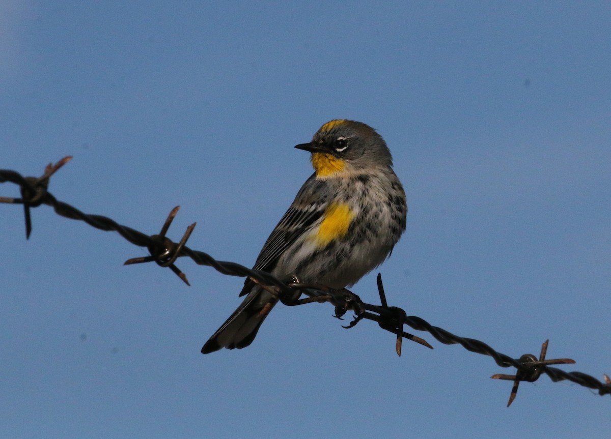 Yellow-rumped Warbler - ML131189741