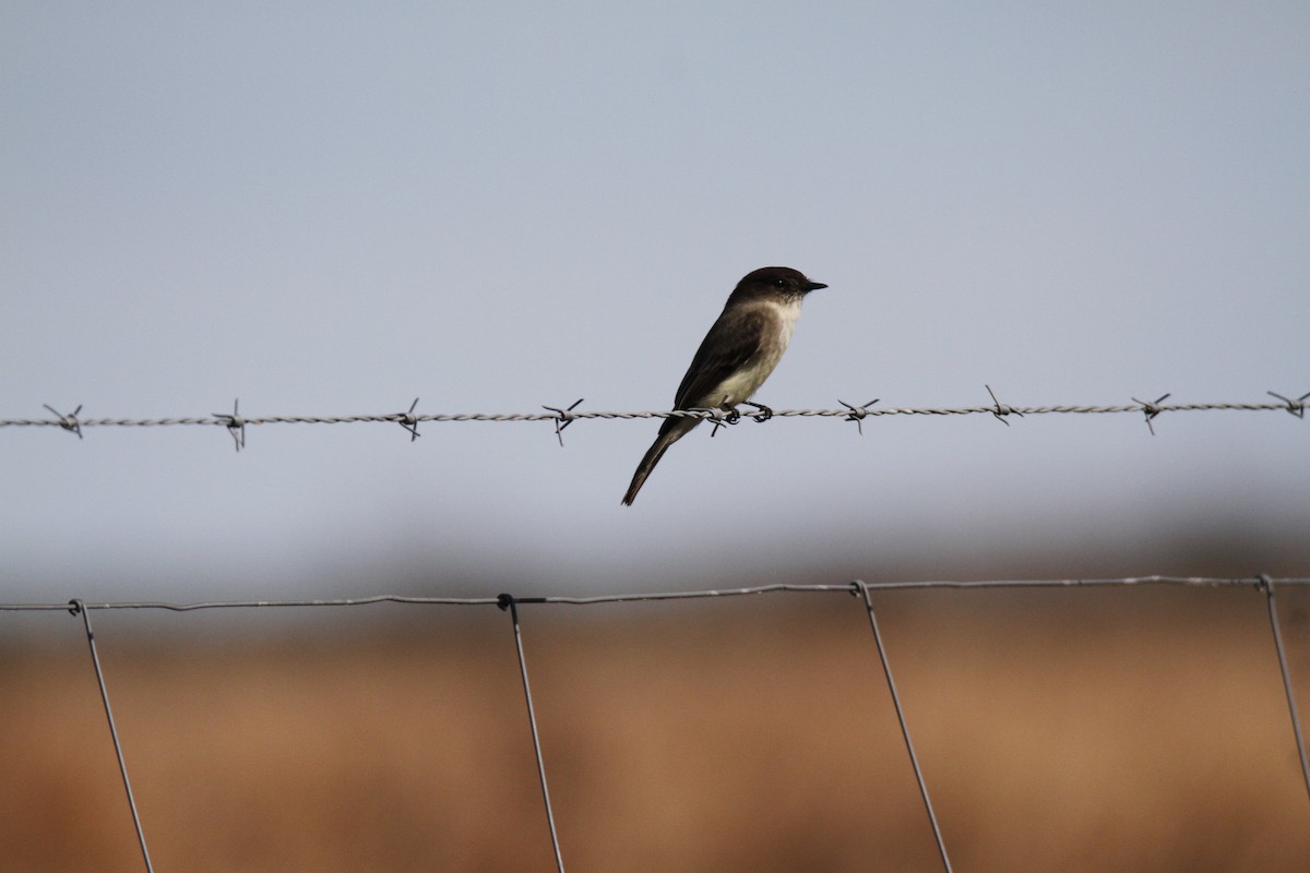 Eastern Phoebe - Connie Guillory