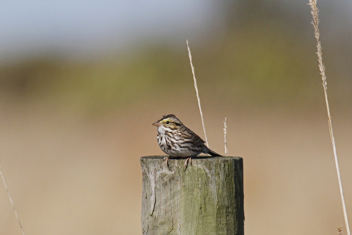 Savannah Sparrow - Connie Guillory