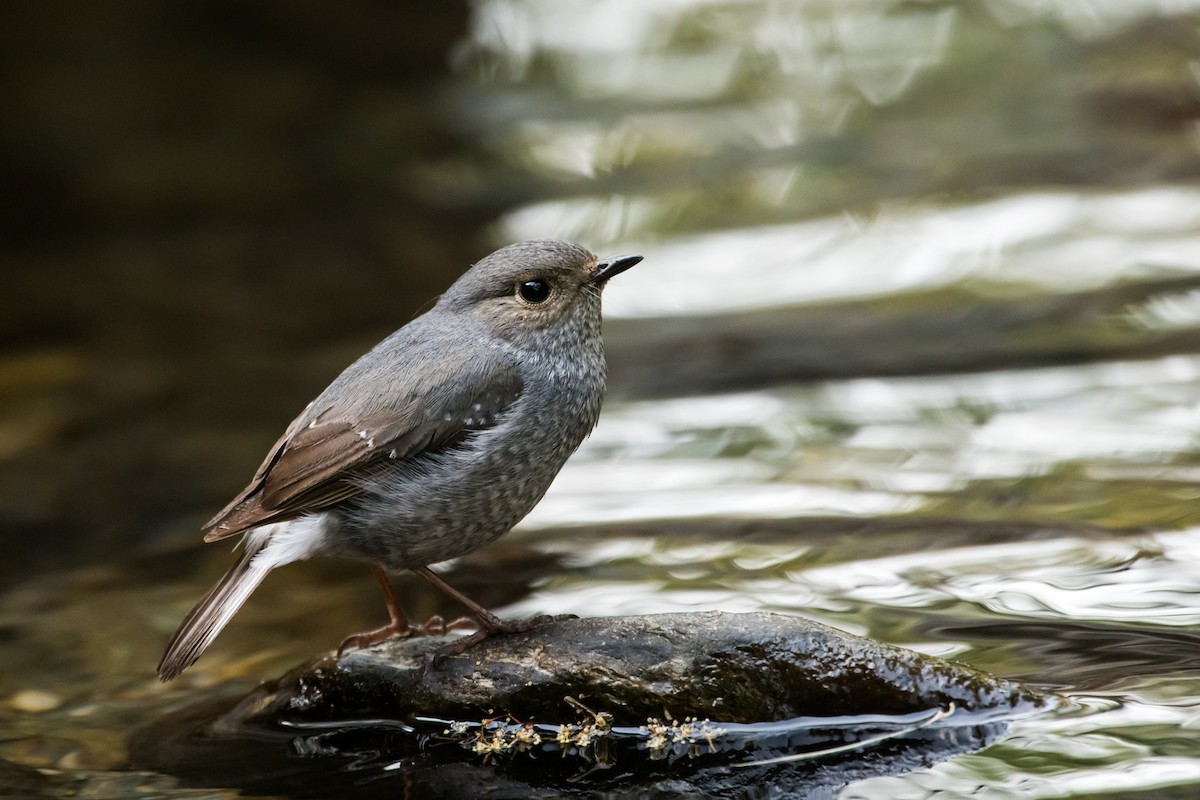 Plumbeous Redstart - ML131190031