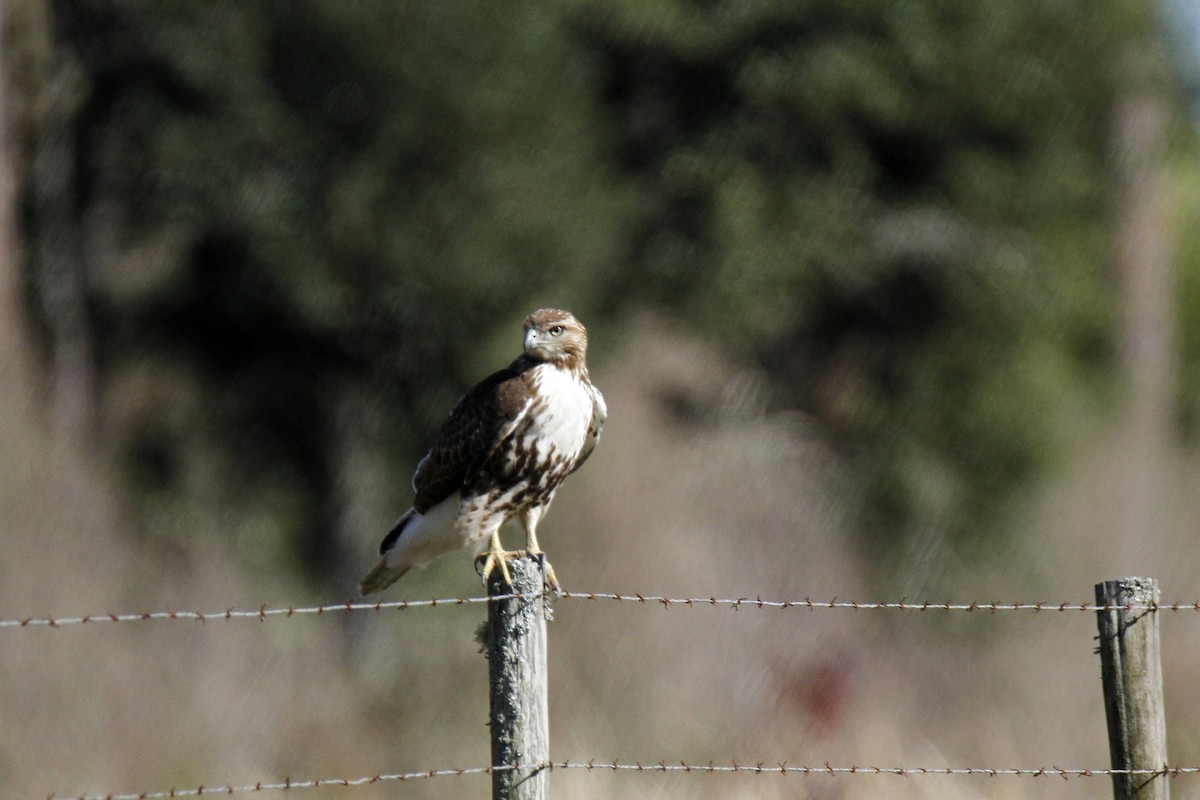 Red-tailed Hawk - ML131190121
