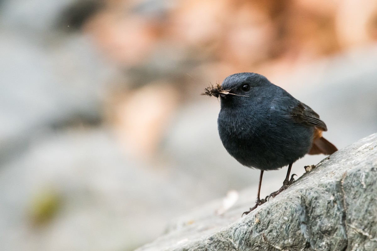 Plumbeous Redstart - ML131190171