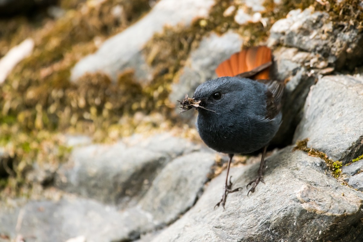 Plumbeous Redstart - ML131190181