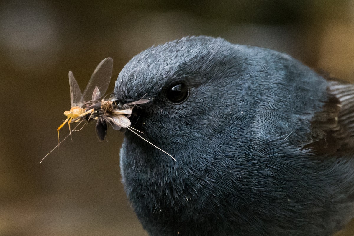 Plumbeous Redstart - ML131190231