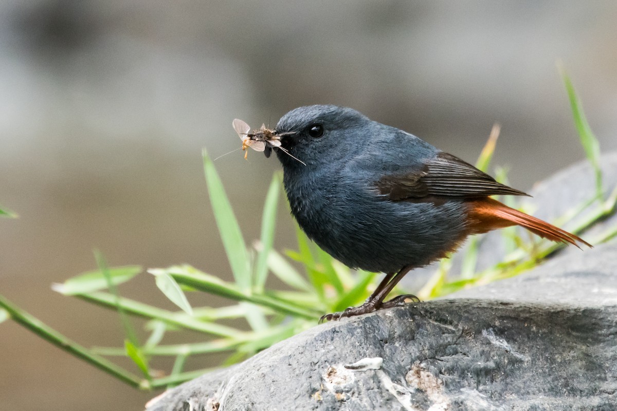 Plumbeous Redstart - ML131190251