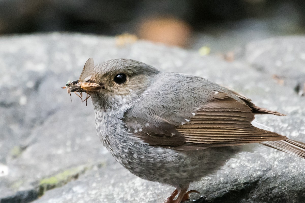 Plumbeous Redstart - ML131190561