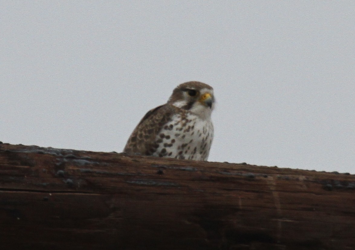 Prairie Falcon - ML131190711