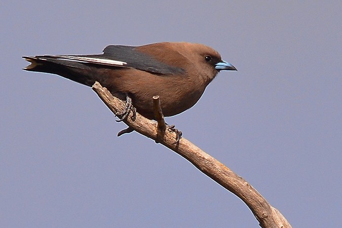 Dusky Woodswallow - ML131193251