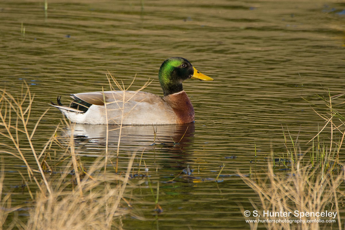 Mallard - S. Hunter Spenceley