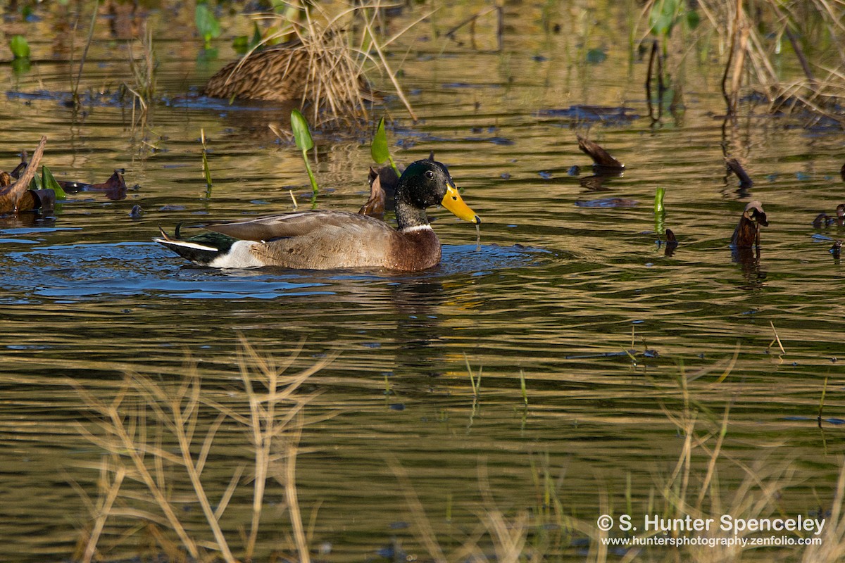 Mallard - ML131193301