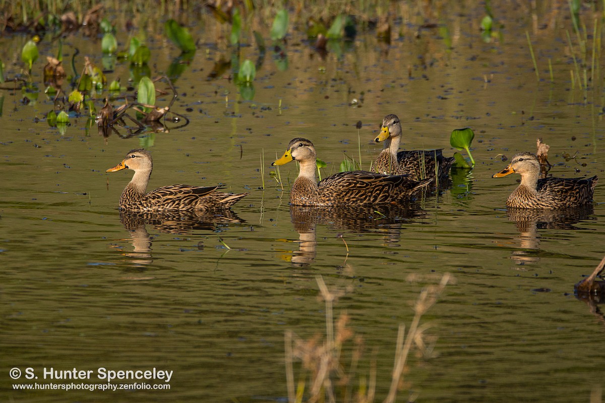 Mallard x Mottled Duck (hybrid) - ML131193371