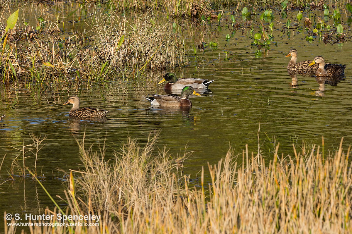 Mallard x Mottled Duck (hybrid) - ML131193391