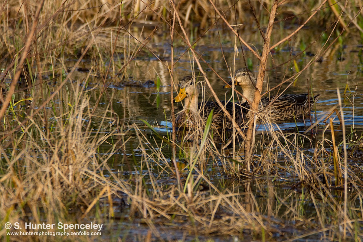 Mallard x Mottled Duck (hybrid) - ML131193401