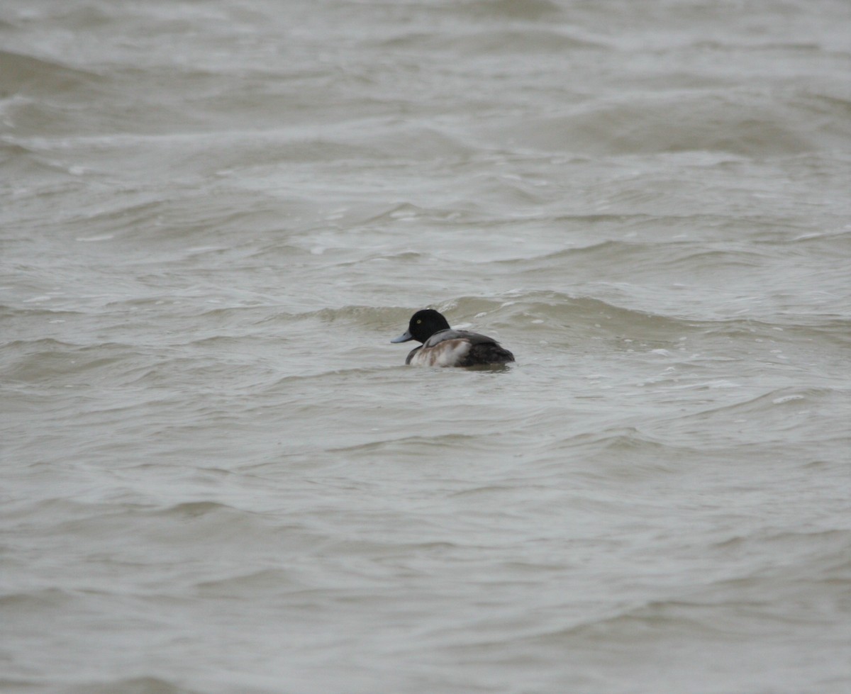 Greater Scaup - ML131193451