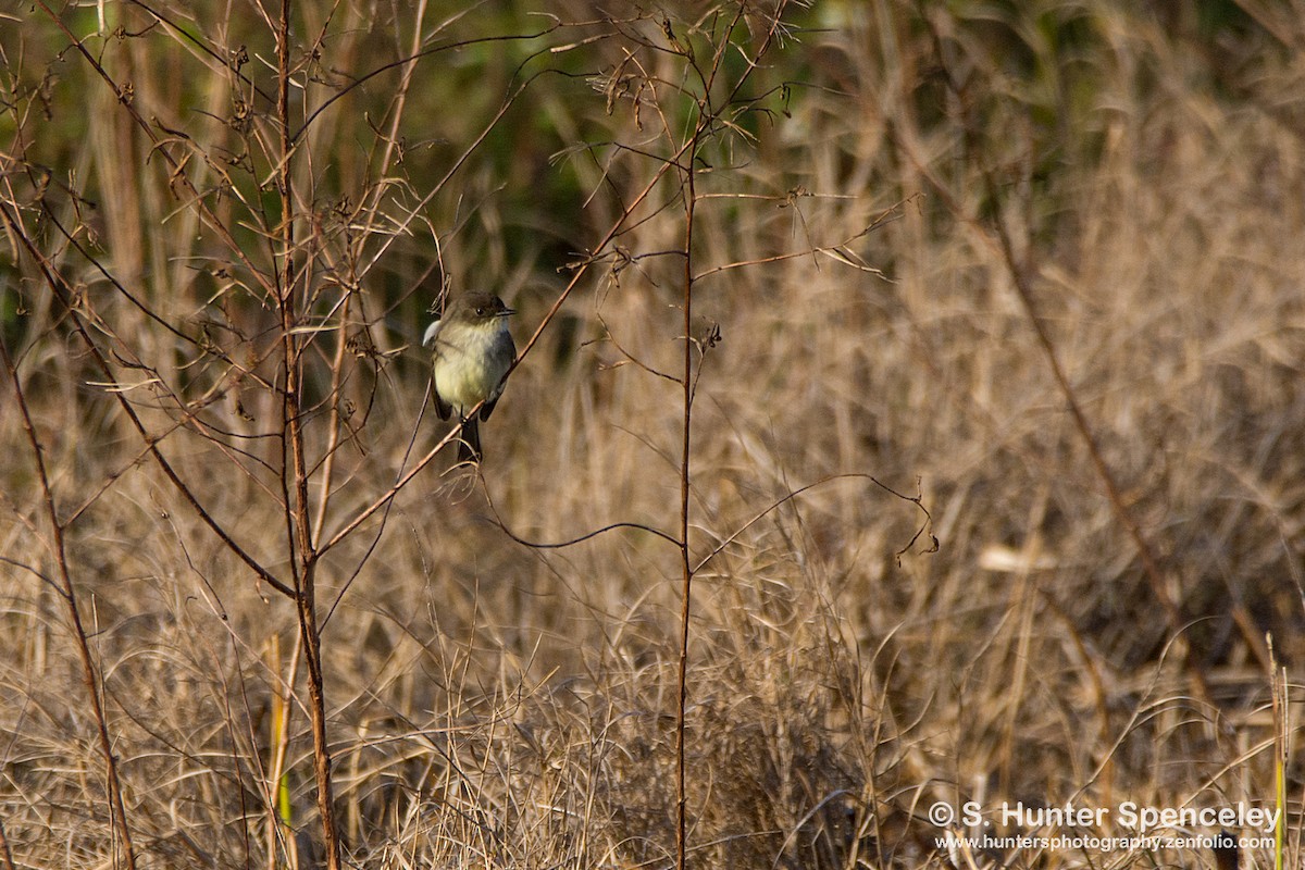 Eastern Phoebe - S. Hunter Spenceley