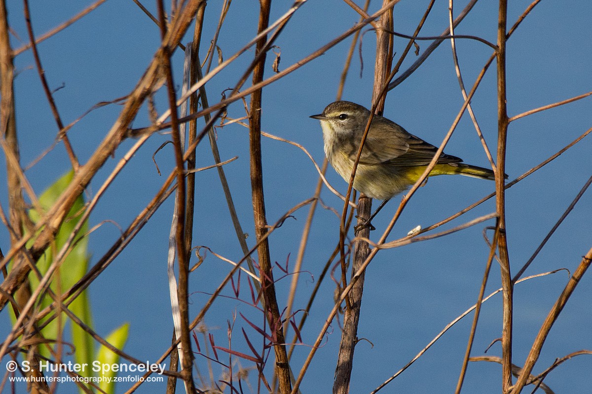 Palm Warbler - ML131193541