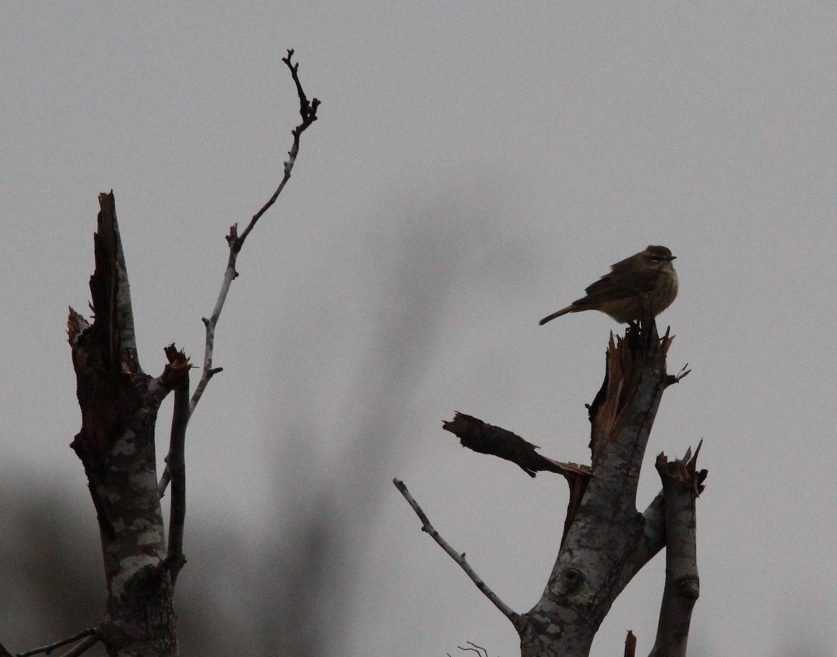 Palm Warbler - ML131193551