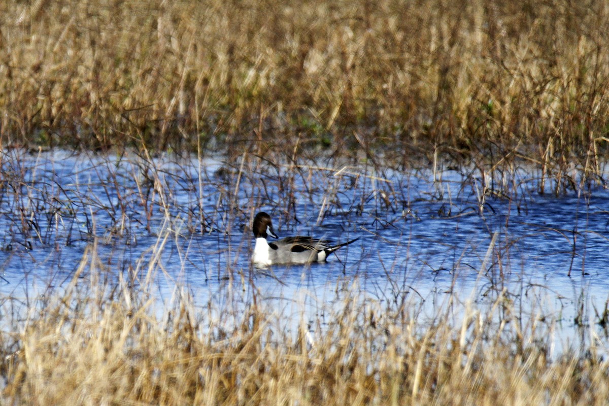 Northern Pintail - Connie Guillory