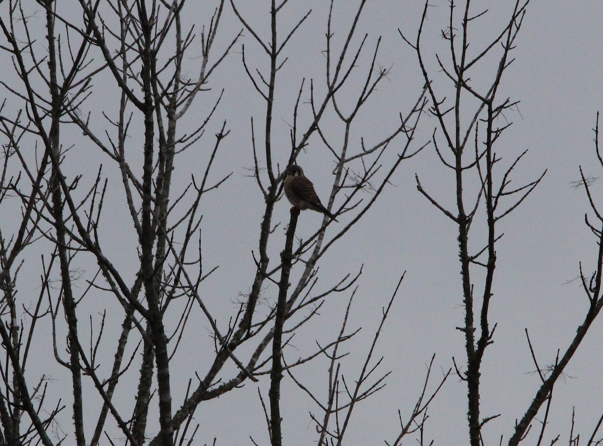 American Kestrel - ML131193961