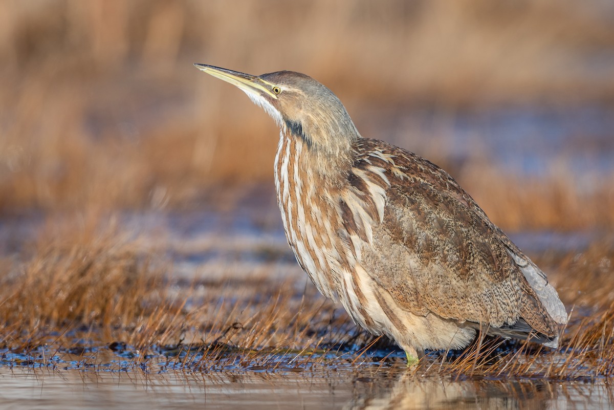 American Bittern - ML131194321