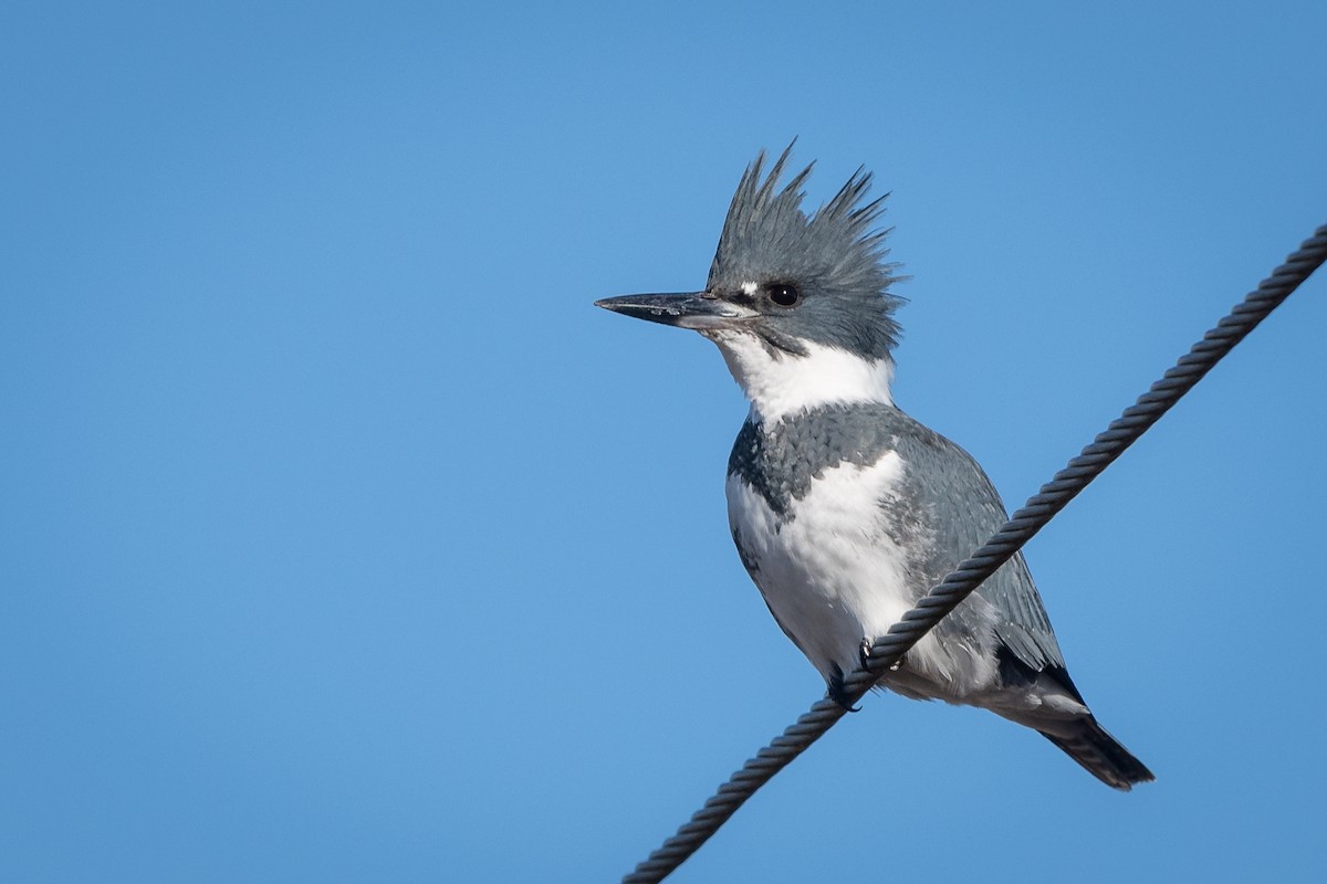 Belted Kingfisher - ML131194481