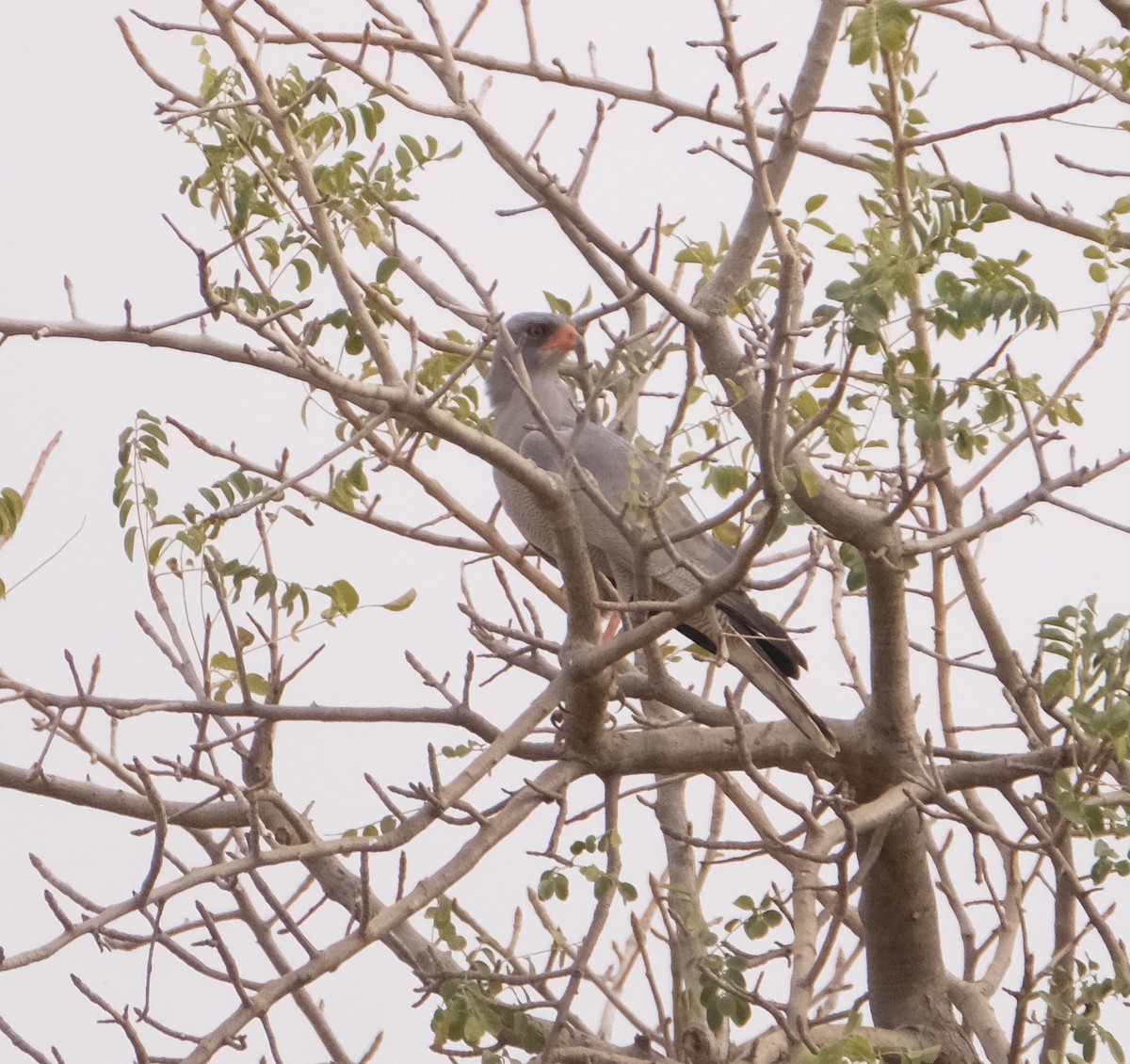 Dark Chanting-Goshawk - ML131195371