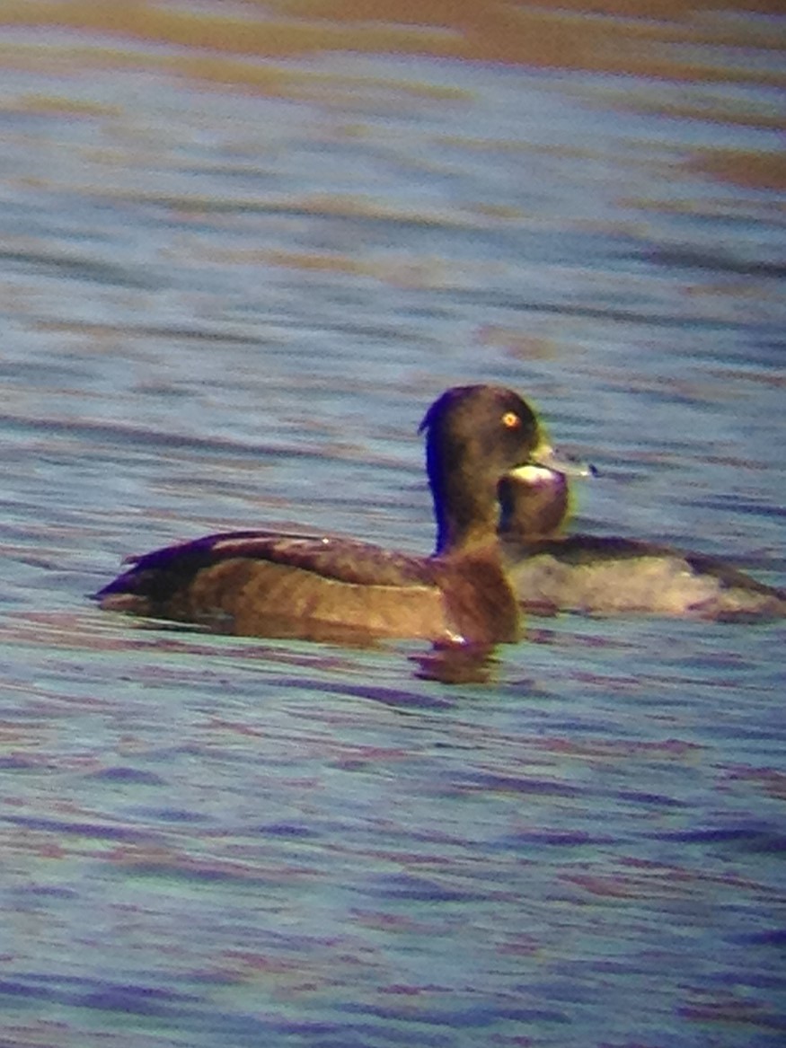 Tufted Duck - Jonathan Layman